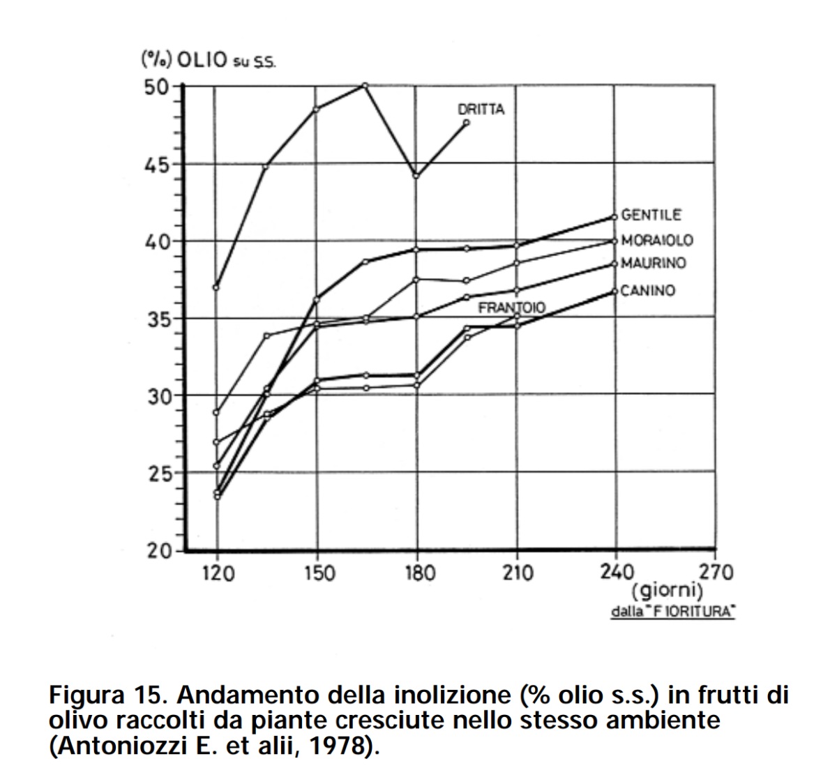 Grafico: Andamento della inolizione in frutti di olivo raccolti da piante cresciute nello stesso ambiente